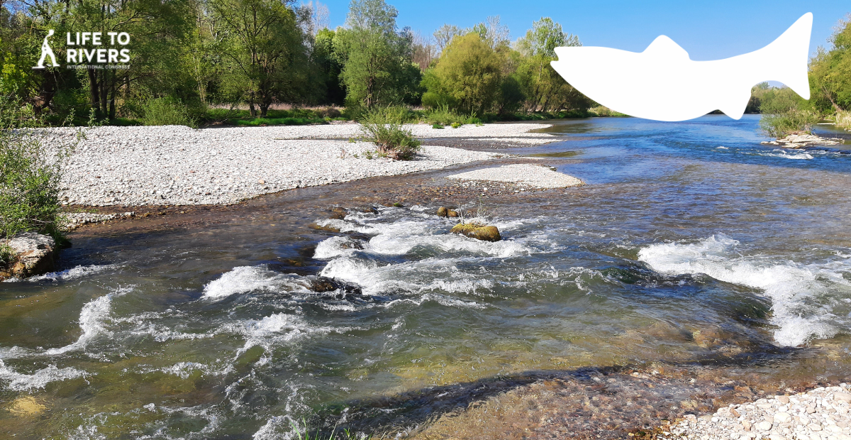 Life2rivers