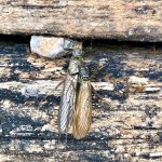 Odrasli vrbnici iz družine Perlidae. Foto: Annasibila Požrl