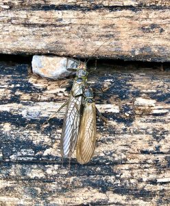 Odrasli vrbnici iz družine Perlidae. Foto: Annasibila Požrl